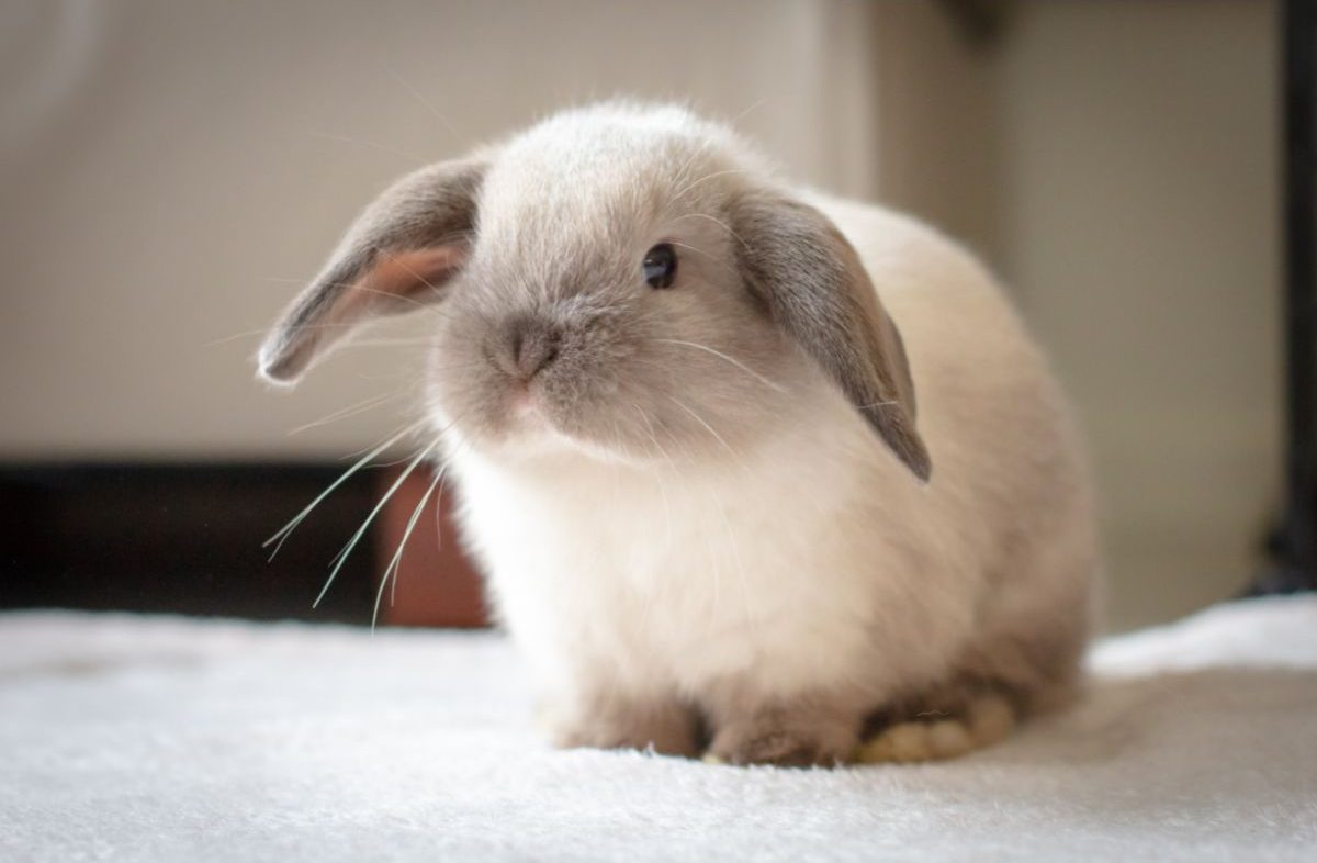 How To Treat Ear Mites In Rabbits?