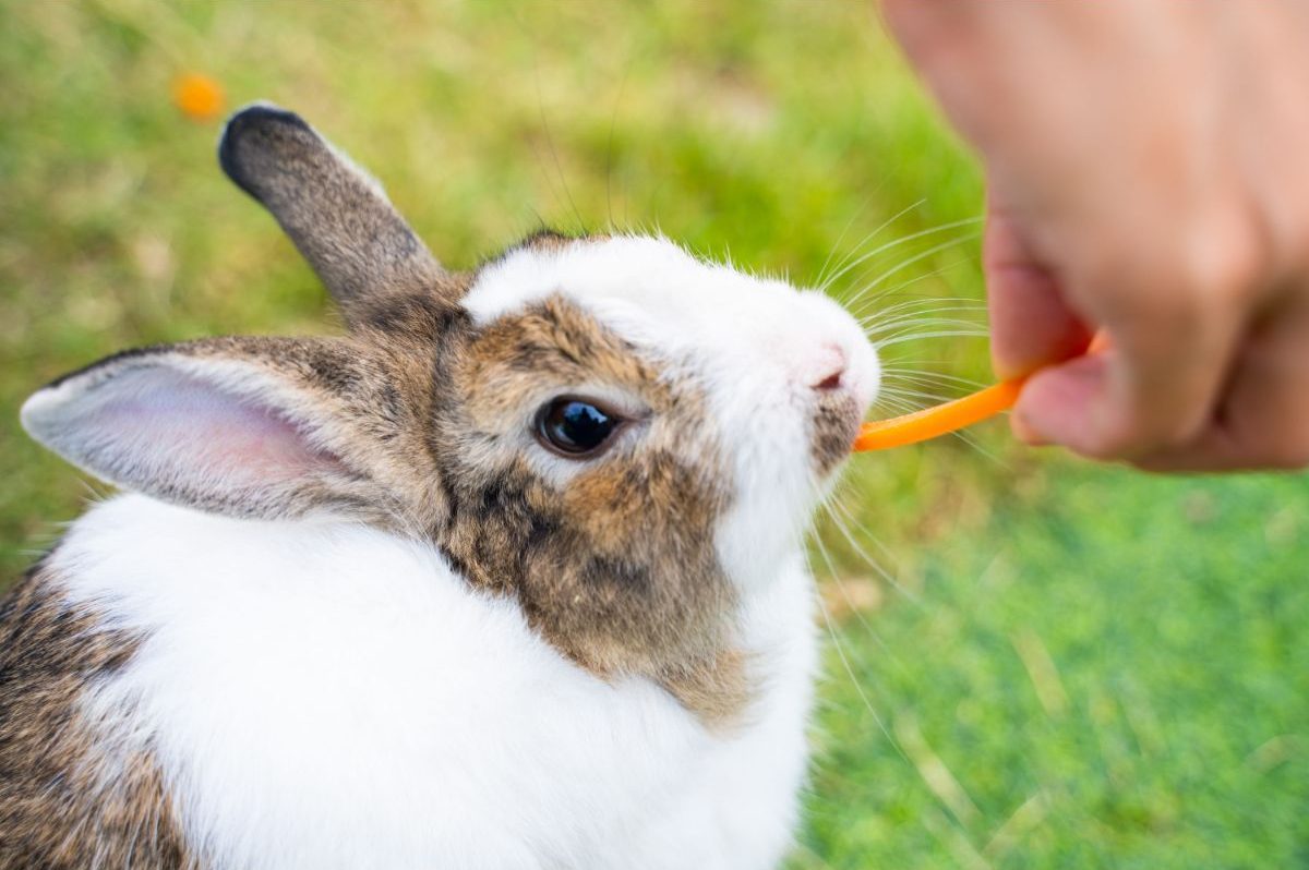 Complete Rabbit Feeding Routine – When And How Much