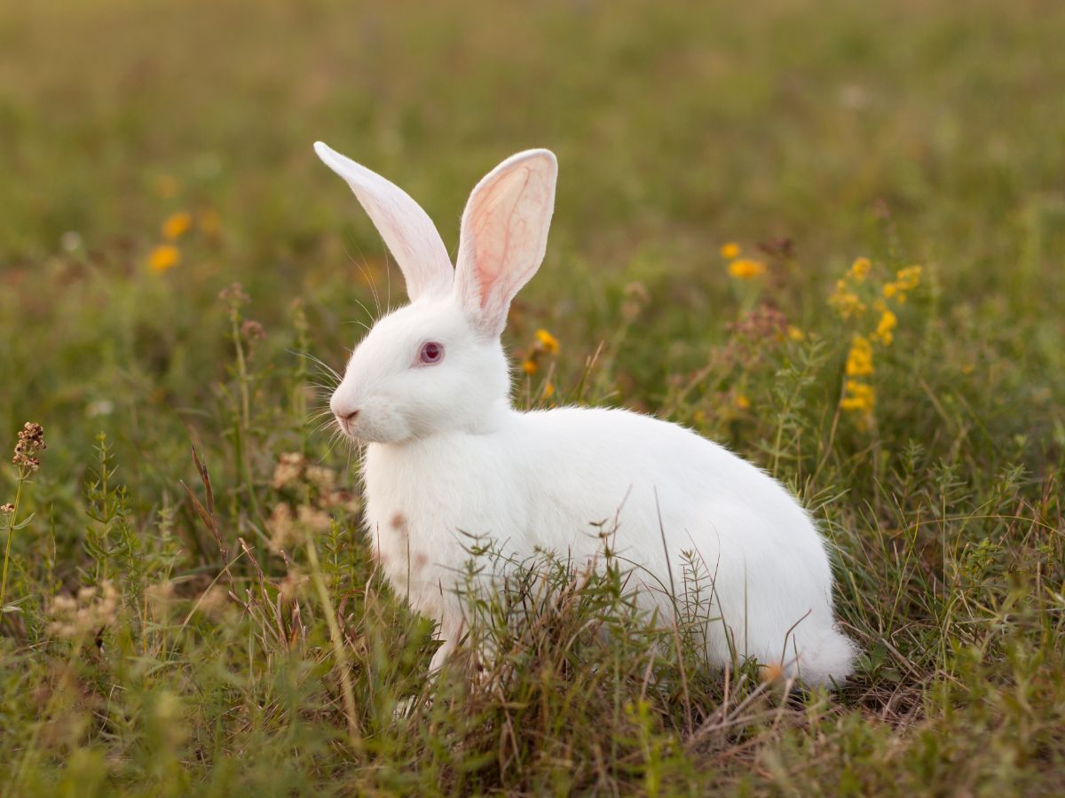 Can Rabbits Understand Words?