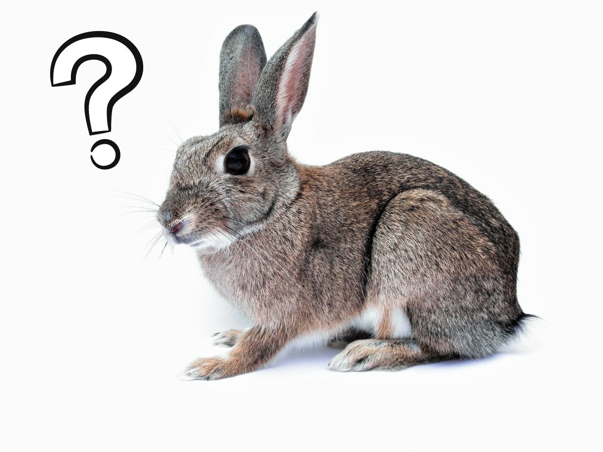How Smart Are Rabbits? – Rabbits Intelligence