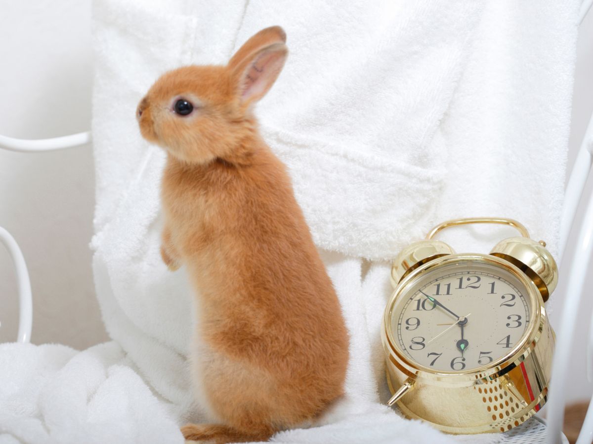 Are rabbits noisy at night?